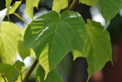 Acer grosserii - javor Grosserův - list